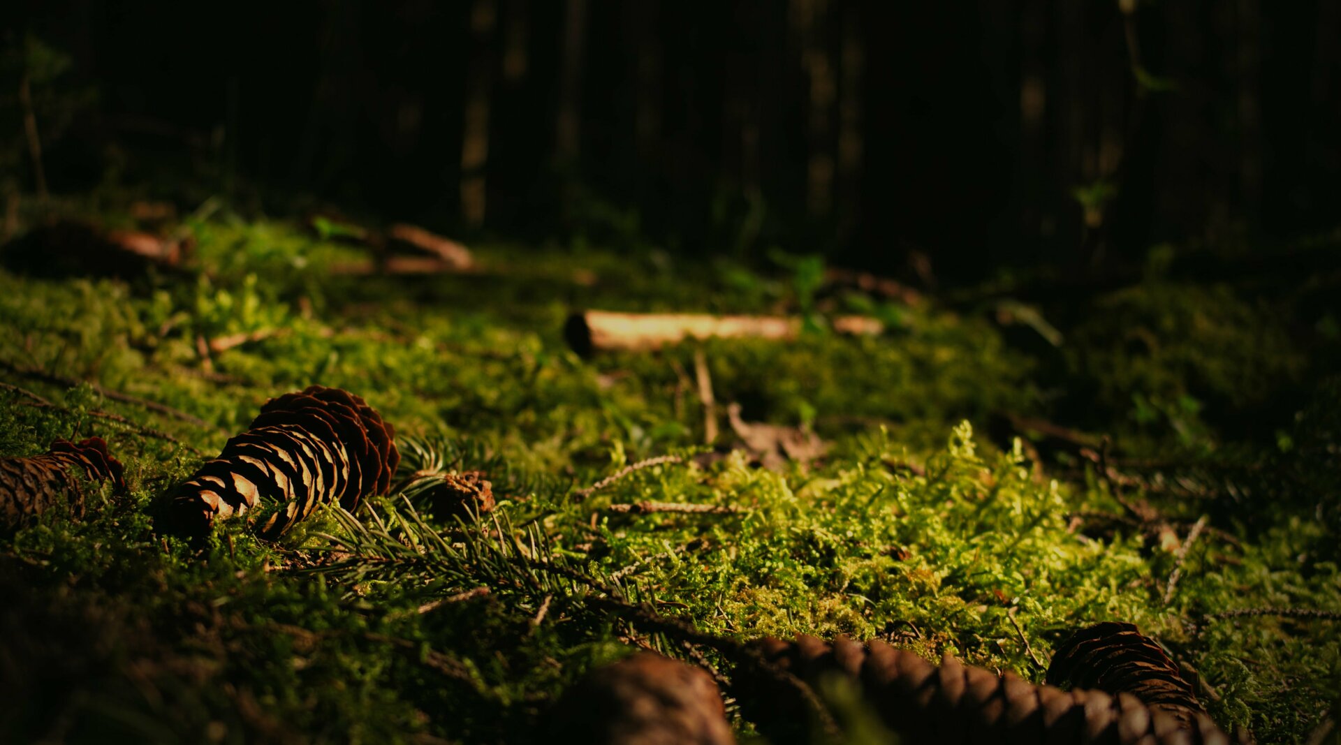 Waldboden mit Moos, Licht und Schatten