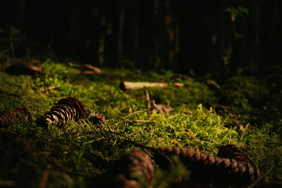 Waldboden mit Moos, Licht und Schatten