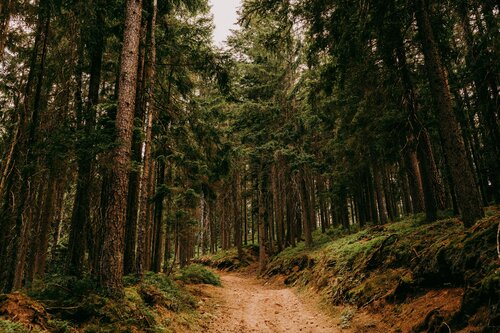 Auf dem Bild ist ein Pfad im Wald zu sehen, rechts und links sind Nadelbäume.