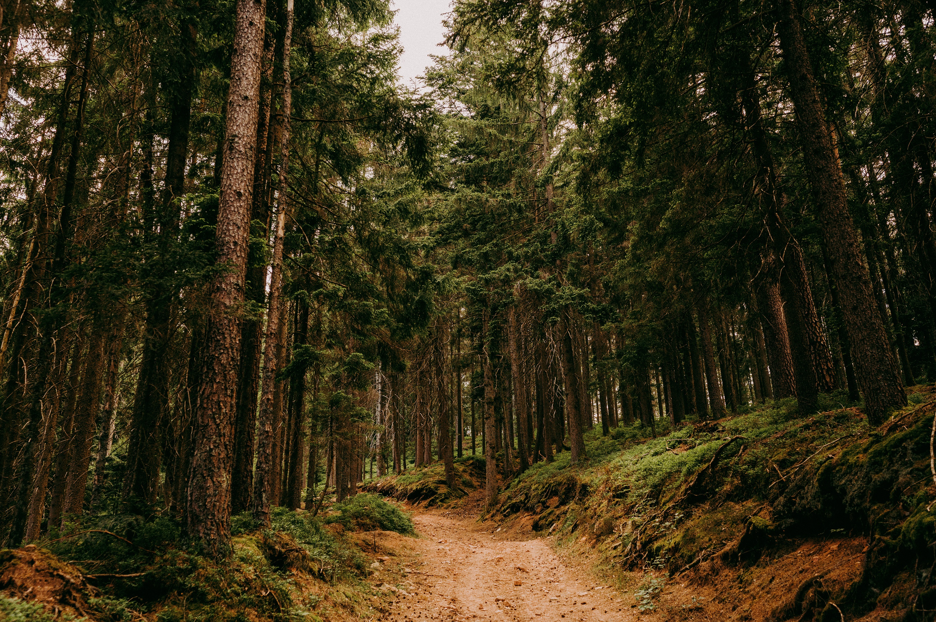 Auf dem Bild ist ein Pfad im Wald zu sehen, rechts und links sind Nadelbäume.